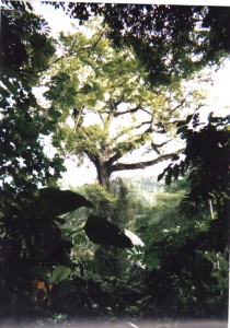 mother-tree-costa-rica-first-growth-jungle mother-tree-costa-rica-first-growth-jungle
