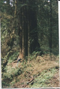 redwood-panorama-so-insiginificant-and-small-we redwood-panorama-so-insiginificant-and-small-we